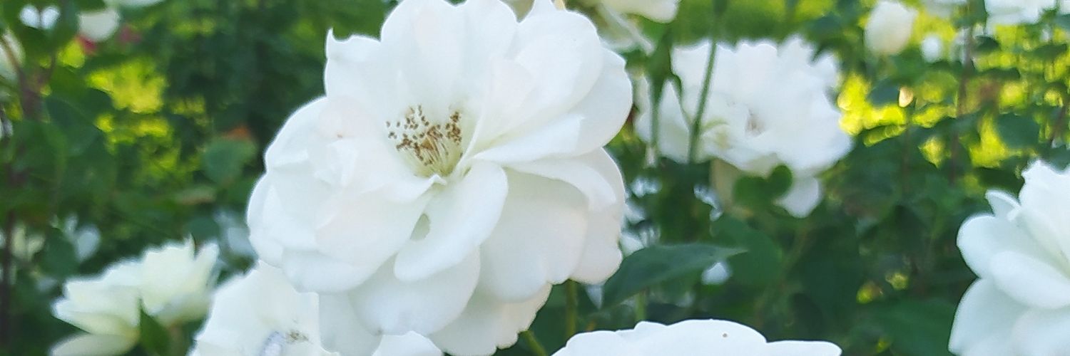 AyeAzar's profile banner image