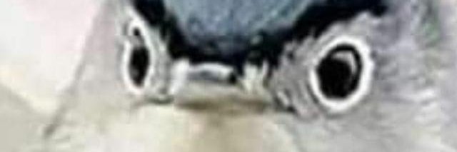 Annoyer of Dodger haters banner