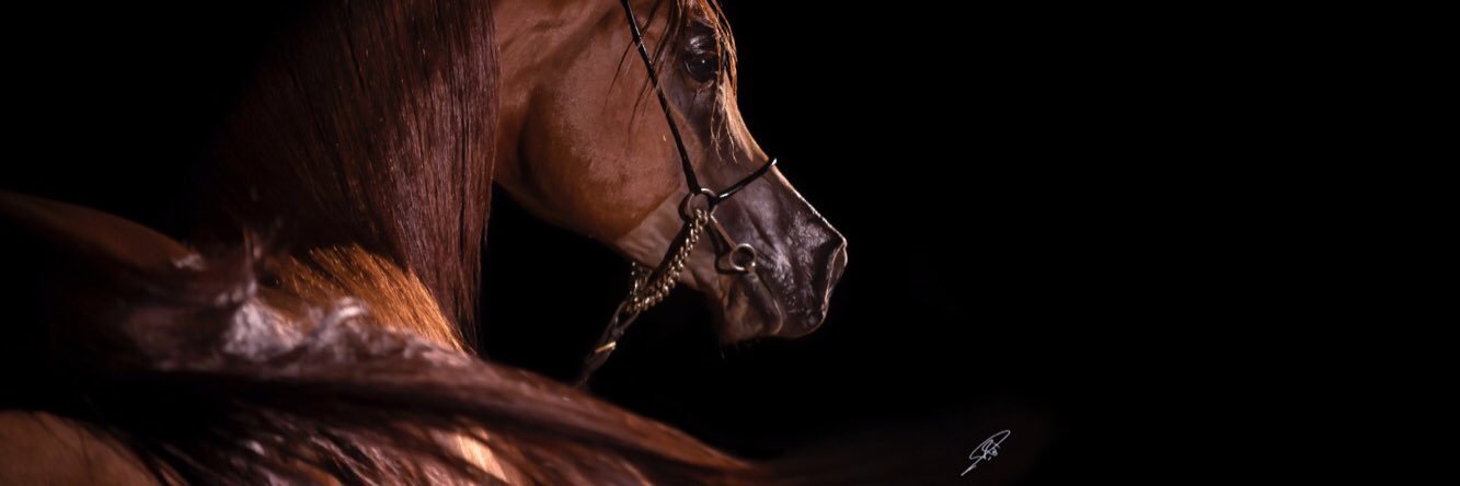 Abu7aimed's profile banner image
