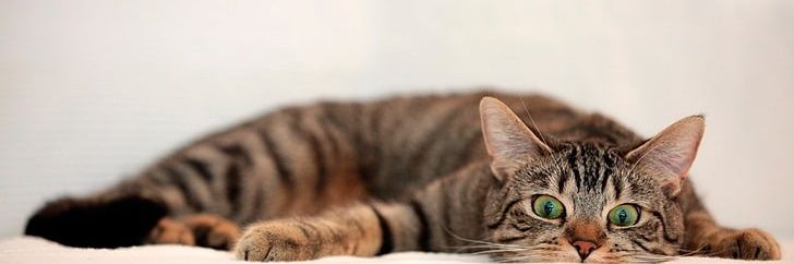 imasayus's profile banner image