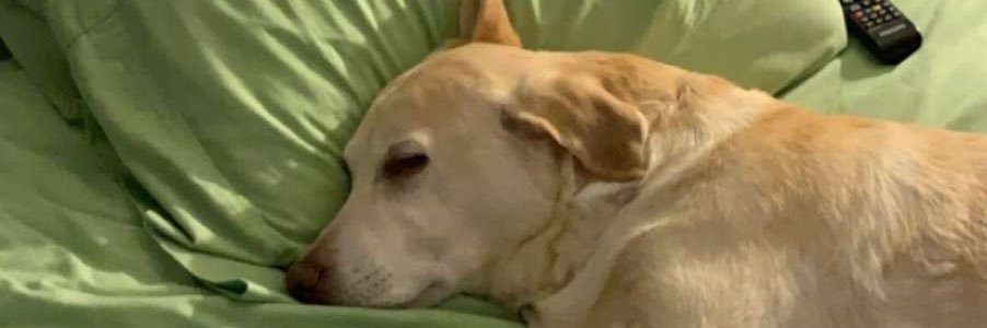 mandy banner