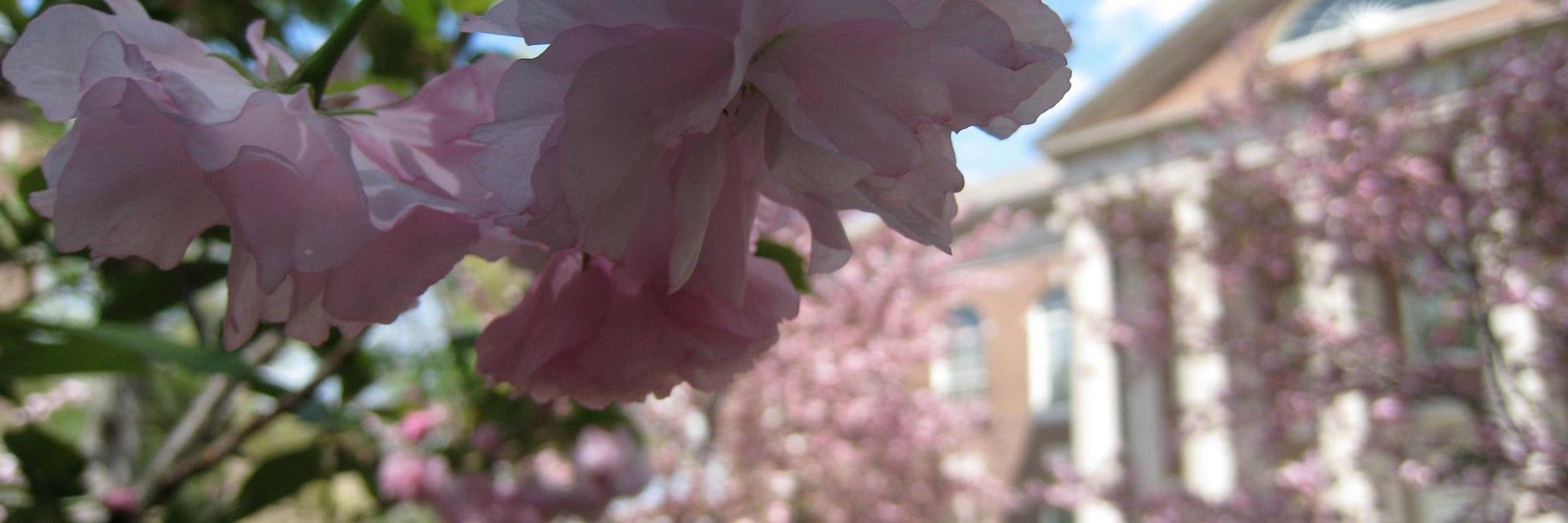 Max Beckman-Harned banner