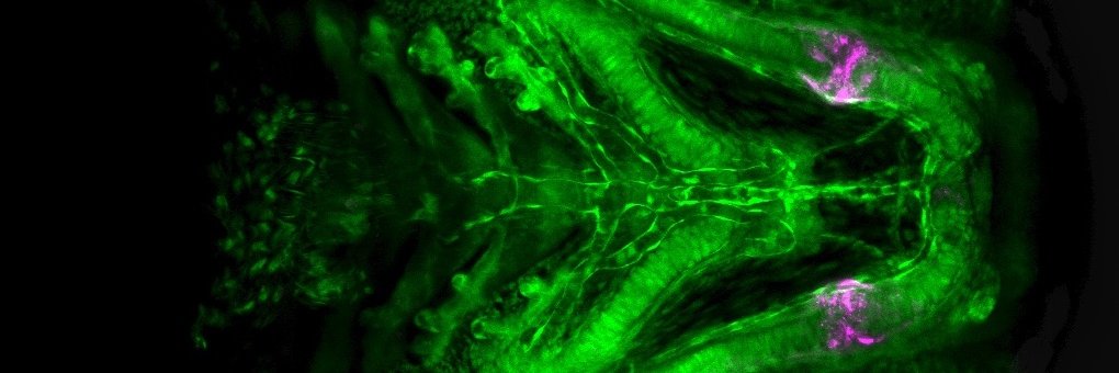 Tatjana Haitina banner