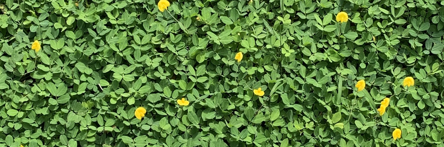 ellatulipe's profile banner image