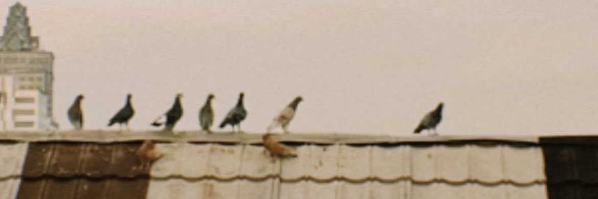 shienavanda's profile banner image