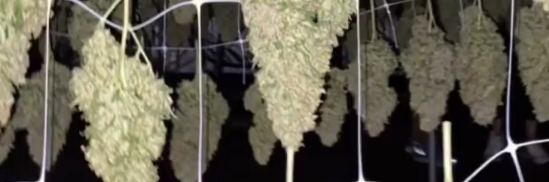 𝔏𝔒𝔜𝔄𝔏𝔗𝔜 banner