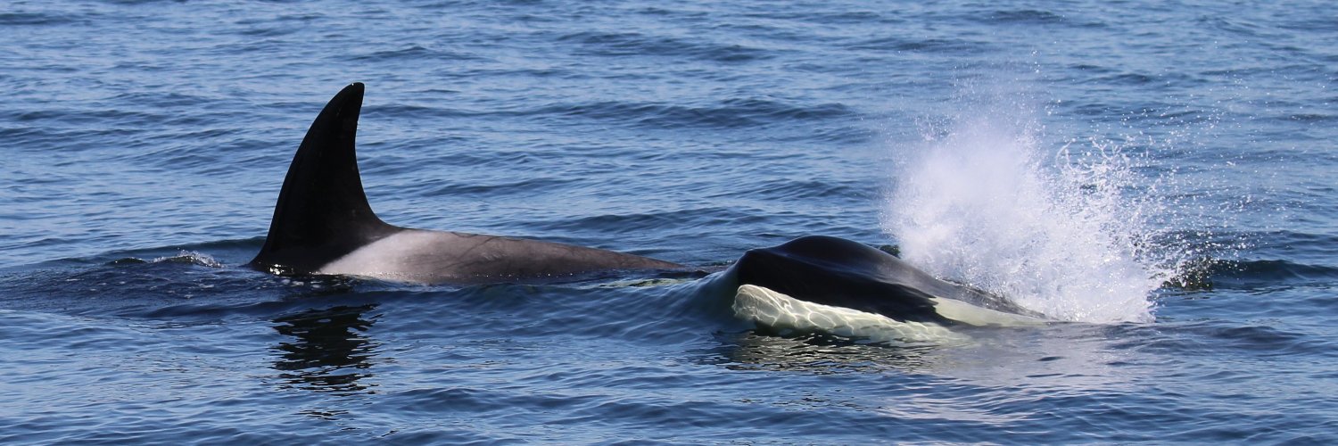 Pacific Whale Watch Association 🐳's banner