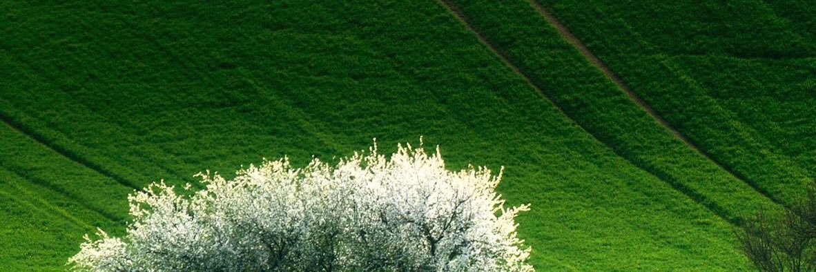 Aalmaltabeah's profile banner image