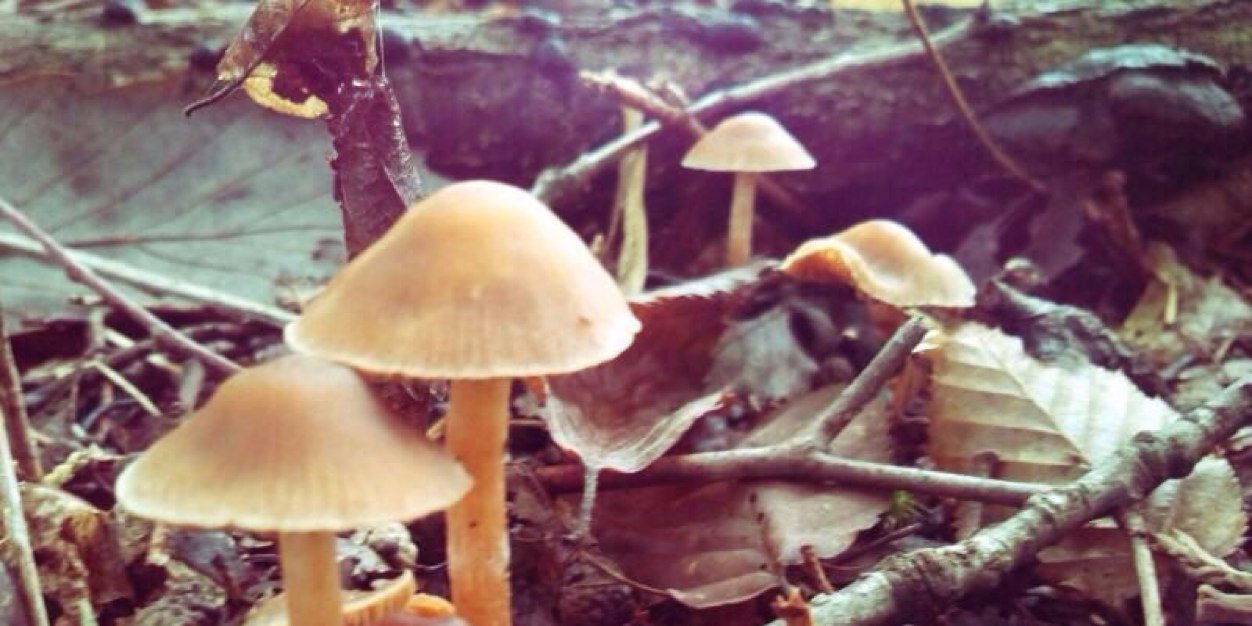 psychedelic_ac's profile banner image