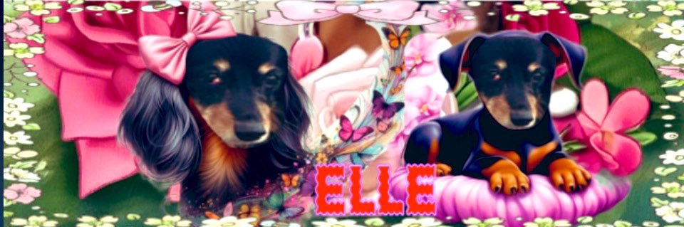 ELLE♡♡ banner