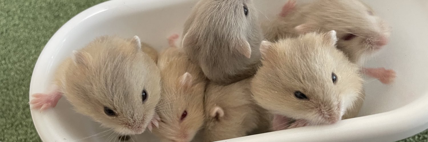 tiny animals TETTE🐹タイニーアニマルズテッテ's banner