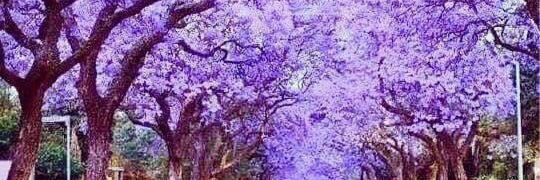 Nicolle Goodes banner