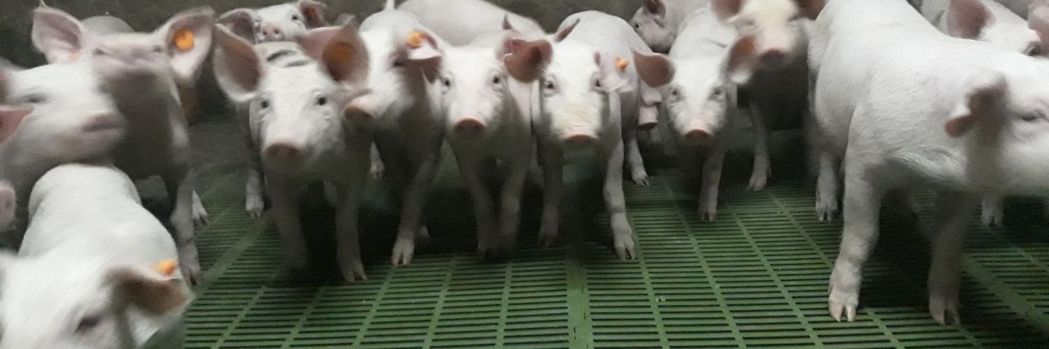 Świński Interes banner