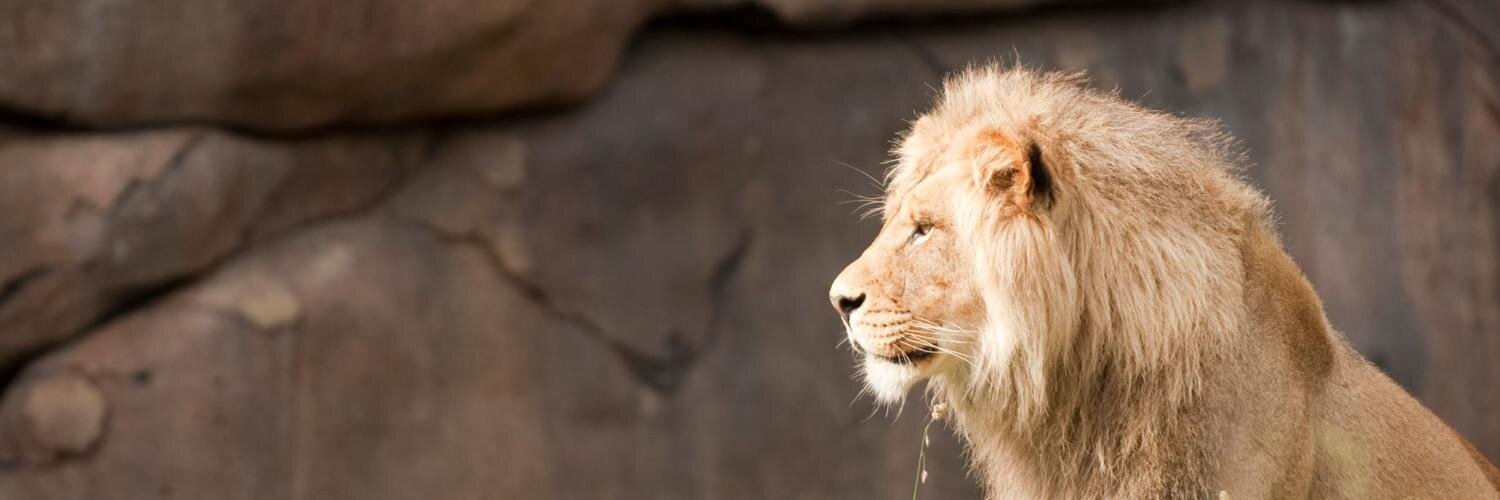 lionzin's profile banner image
