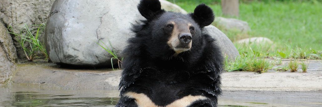 Jill Robinson banner