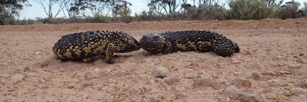 MikeG_lizards Profile Banner