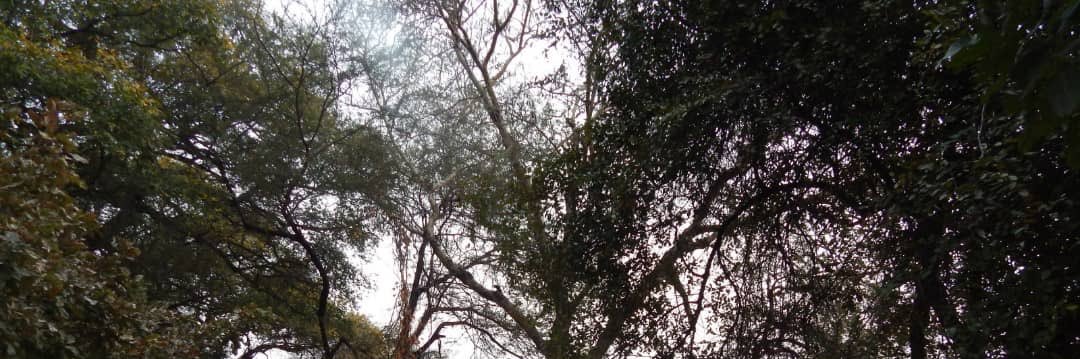 Jacqueline Loos banner