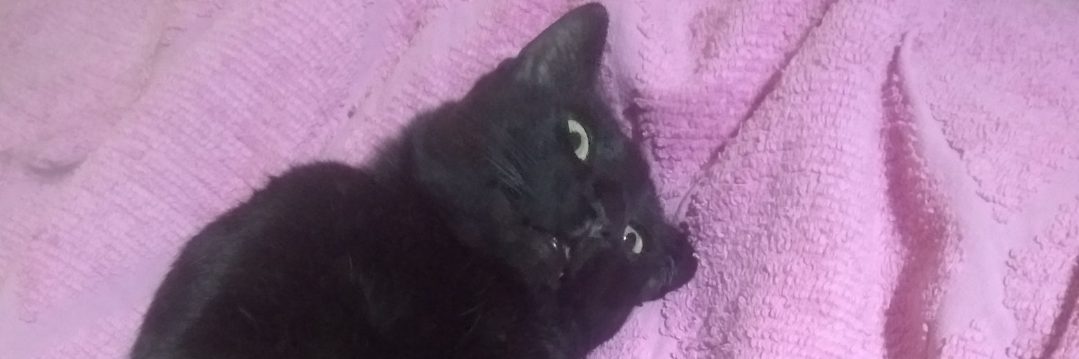 ❄️Ŧɭ๏г❄️ banner