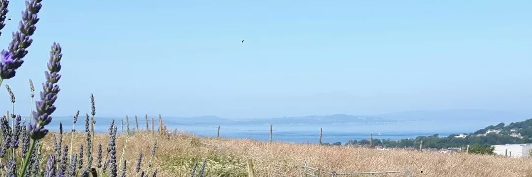 LavandaMia formerly Shropshire Lavender banner