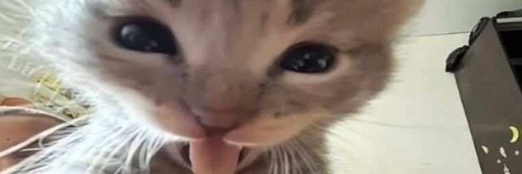 🎀𓍢ִ໋anin kebab 🐟🌷🪼🌸🪸͙֒ banner