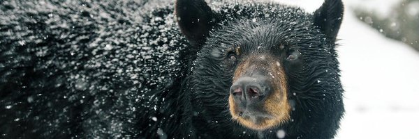 HelloBlackBear Profile Banner