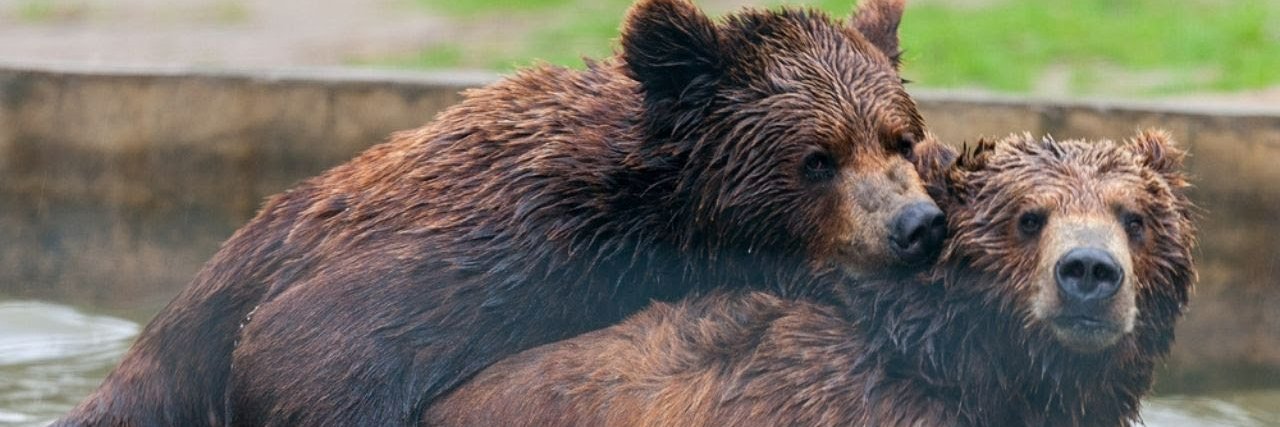 Pimpão, seu urso de estimação banner