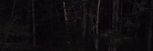 Forest_wolf13's profile banner image