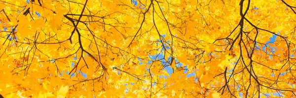 NoxBrOfc Profile Banner