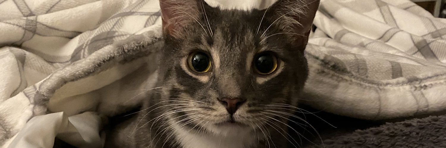 sarahwalstra's profile banner image