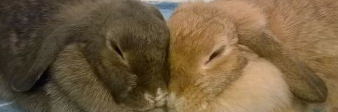 🩵 Sunny Bunny 🐇 banner