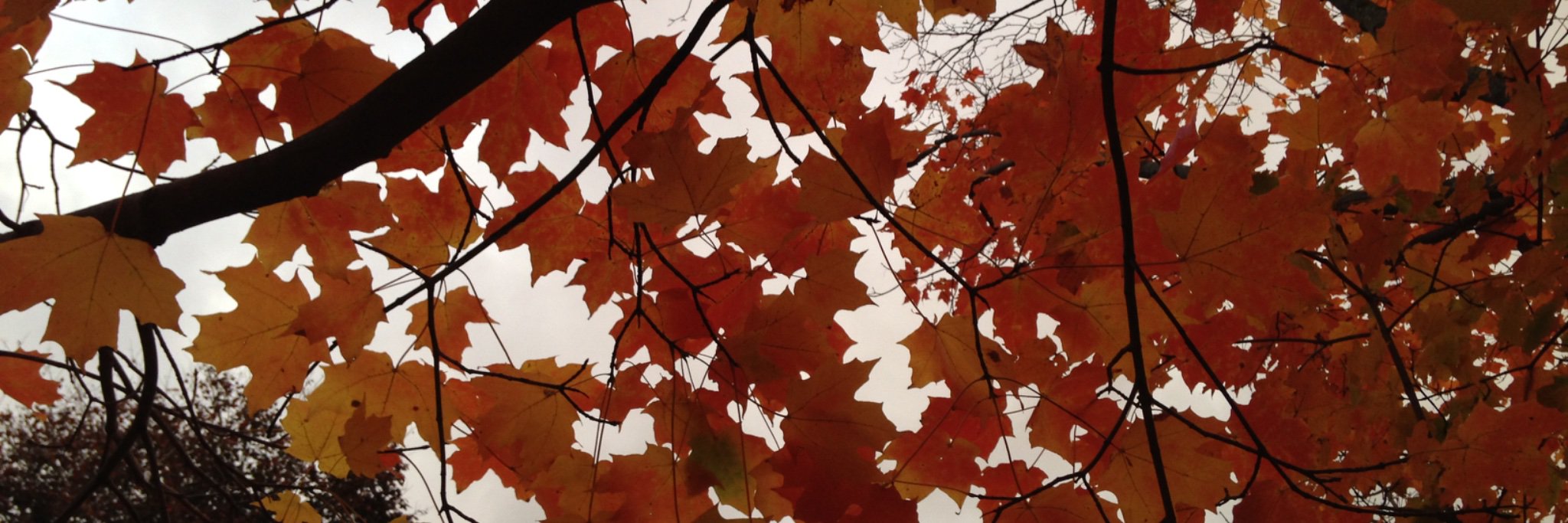 fexible's profile banner image
