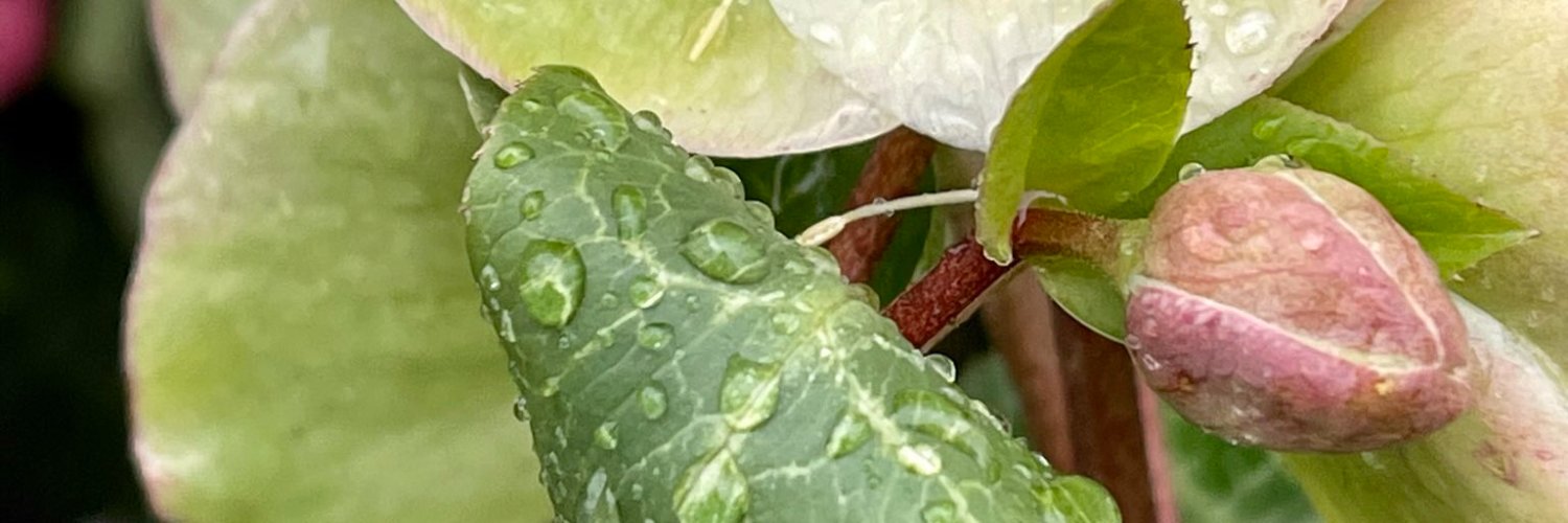 Lauren Williams banner