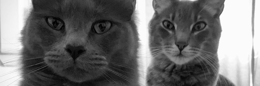 MaariMonroy's profile banner image
