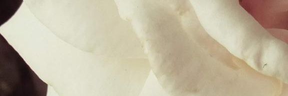 AeriFae_'s profile banner image