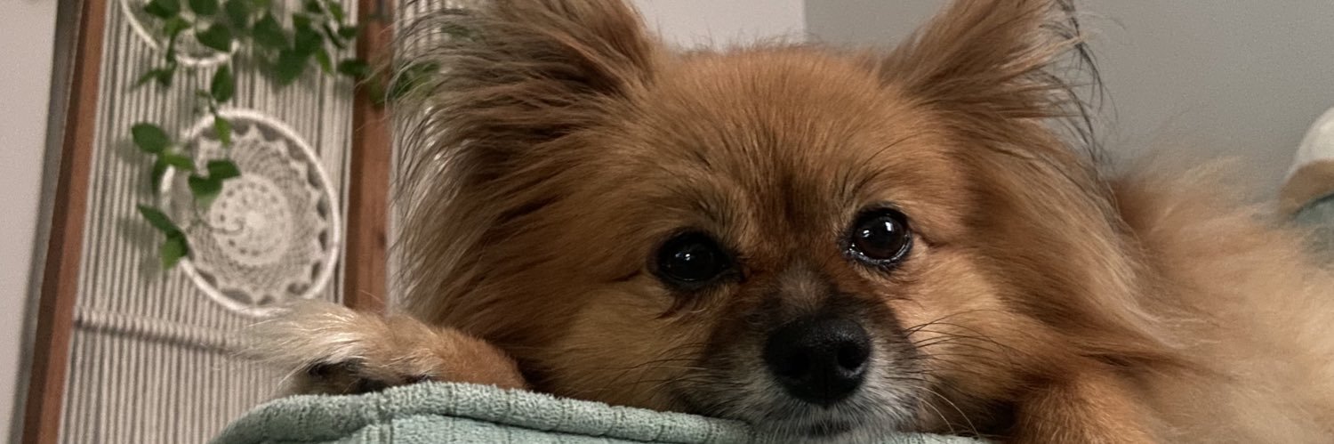 _bunnyspice's profile banner image
