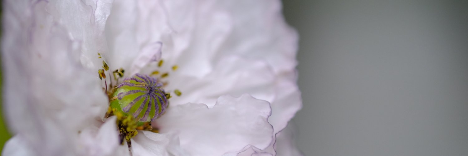 camaliye's profile banner image