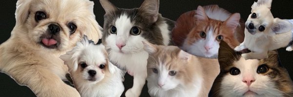 椎名 凛🐶🐶🐶🐱🐱🐱🐱 Profile Banner