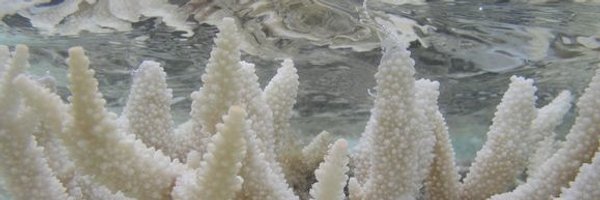 Corall0ve Profile Banner