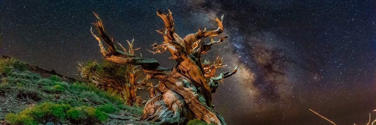 marablackwolf's profile banner image