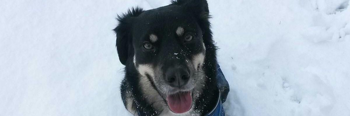 Rigolettox's profile banner image
