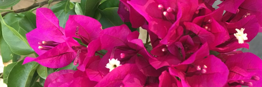 dawn_findlay's profile banner image