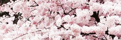 Moniaa_Official's profile banner image