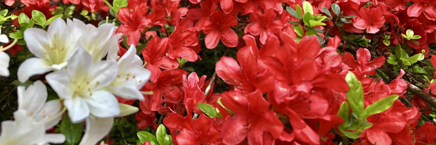 Hunter Meadows banner