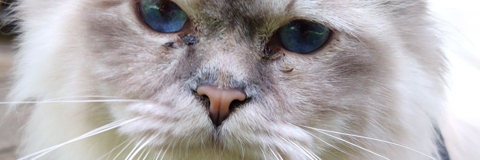 DKJonas97's profile banner image