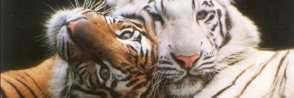faisonedd's profile banner image