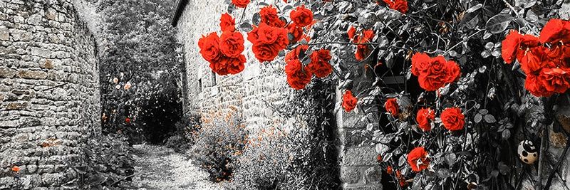 alyo_olya's profile banner image