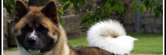 ROllierou's profile banner image