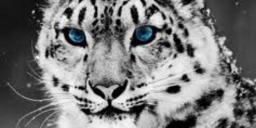 javiermsanzies's profile banner image