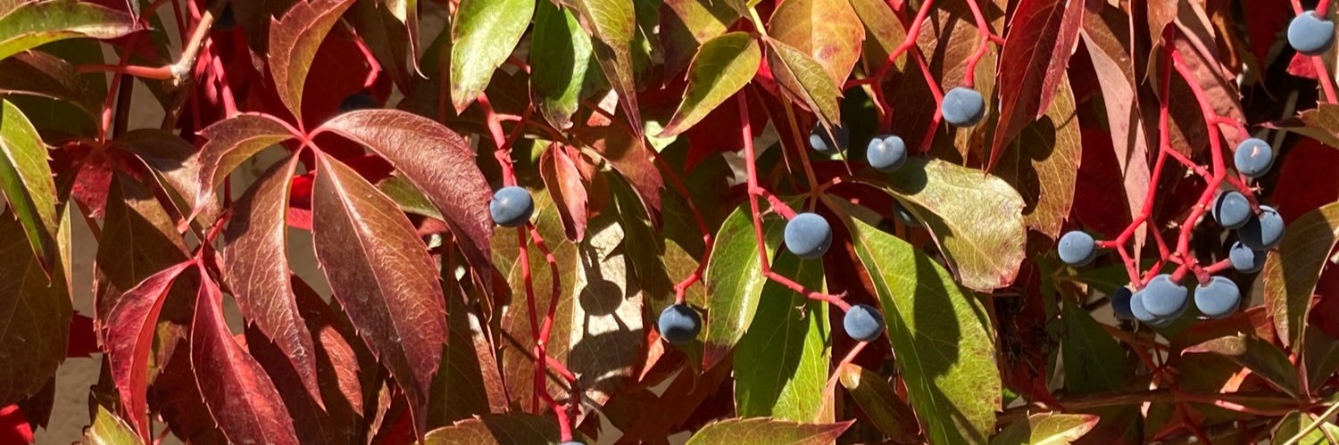 SMontuenga's profile banner image