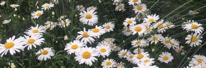 banabxnaa's profile banner image
